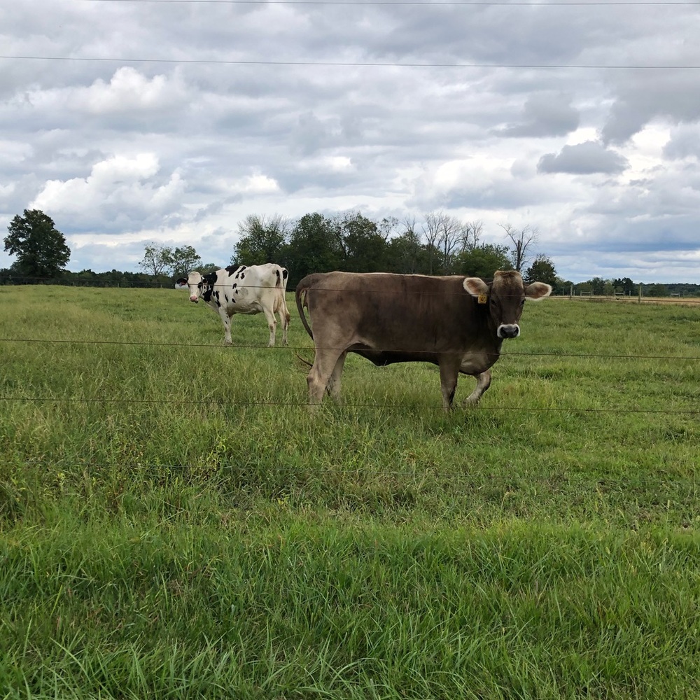 Meet your Posher, Sydney